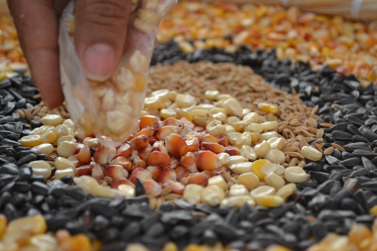 Os desafios para os povos e comunidades tradicionais são muitos: perda dos territórios, agressão aos recursos hídricos e perda da Agrobiodiversidade. Em entrevista concedida ao CAA/NM, a Agrônoma, Anna Cyrstina, discutiu as estrategias e articulações em defesa da Agrobiodiversidade no Semiárido Mineiro. Confiram.